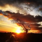 Sunset behind the angarrack bendy tree...
